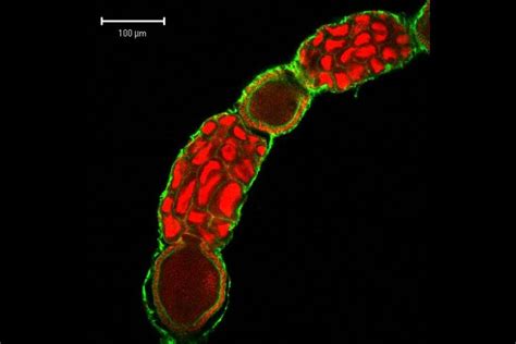 light for microscope|Light microscopes — Science Learning Hub.